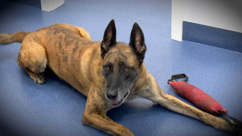 Datenspürhunde für NRW (Foto: SAT.1 NRW)