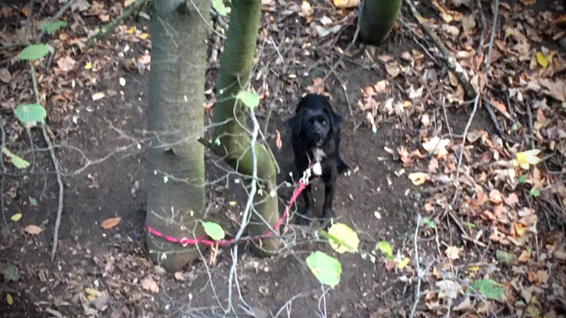 Hund ausgesetzt (Foto: SAT.1 NRW)