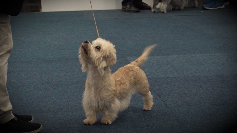 Hundeshow und schöne Frisuren (Foto: SAT.1 NRW)