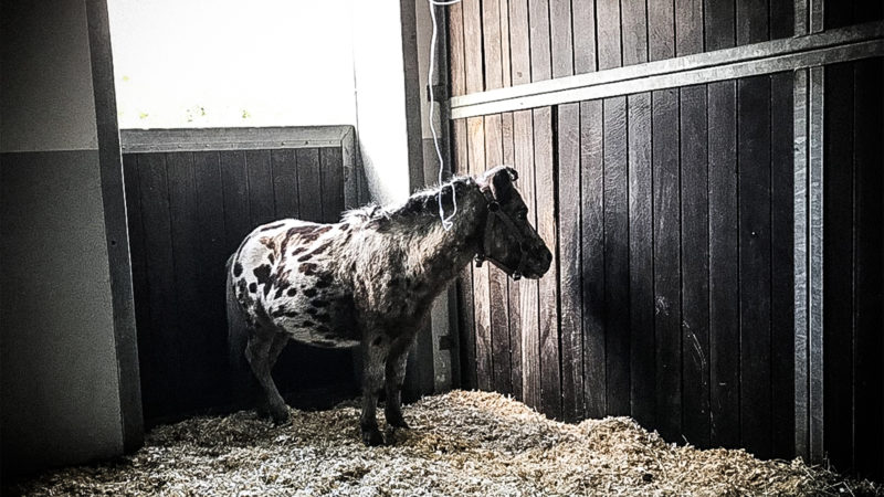 Zirkuspferde vergiftet? (Foto: SAT.1 NRW)