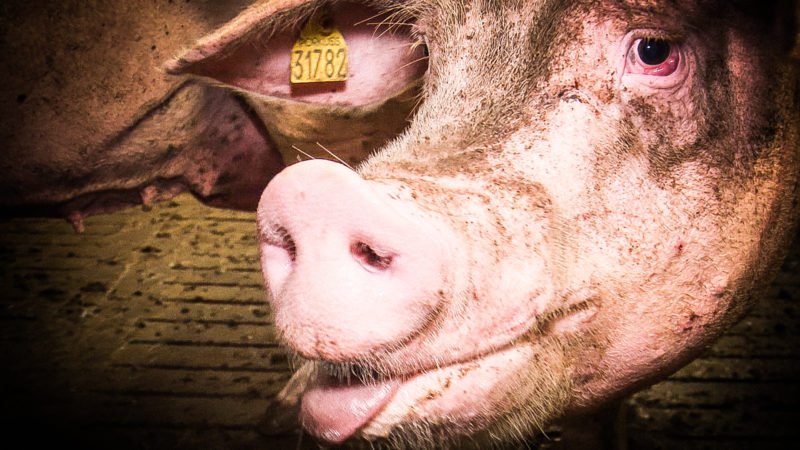 Erschreckende Videos aus dem Schweinestall (Foto: SAT.1 NRW)