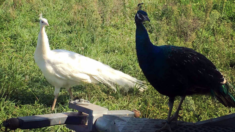 Pfau-Diebstahl in Niederkrüchten? (Foto: SAT.1 NRW)