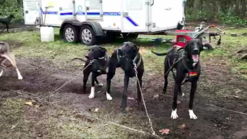 Schlittenhunde liefern sich Rennen (Foto: SAT.1 NRW)