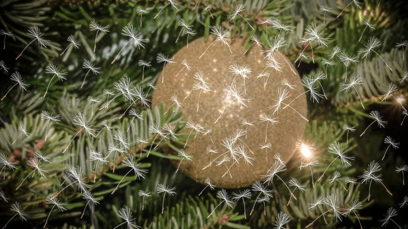 Hatschi unterm Baum? (Foto: SAT.1 NRW)