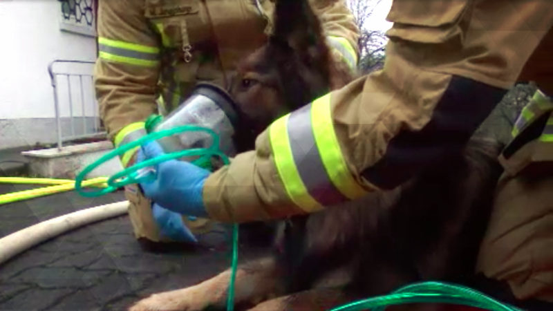 Sauerstoffmasken retten Tierleben (Foto: SAT.1 NRW)