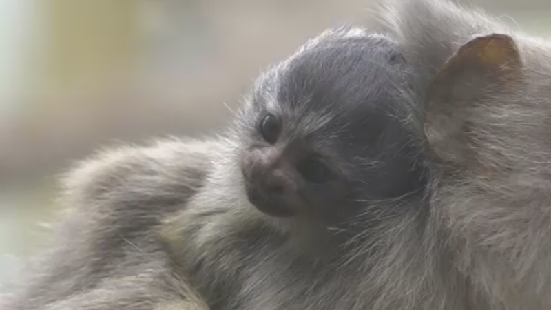 Nachwuchs im Duisburger Zoo (Foto: SAT.1 NRW)