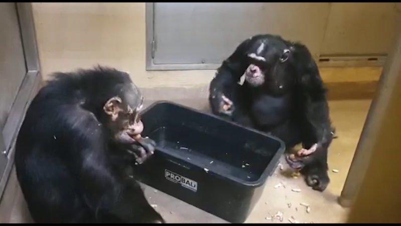 Zoo Krefeld präsentiert neues Affenhaus (Foto: SAT.1 NRW)