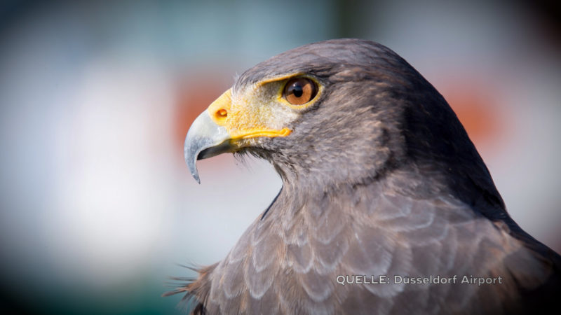 Matze ist verschwunden (Foto: SAT.1 NRW)