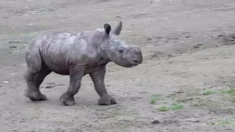 Nashornbaby verzaubert Dortmunder Zoo (Foto: SAT.1 NRW)