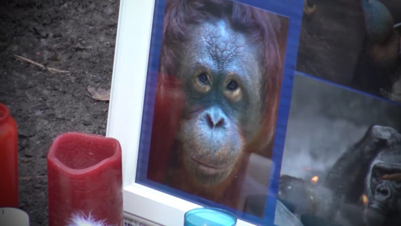 Gorilla mit mehreren Schüssen getötet (Foto: SAT.1 NRW)