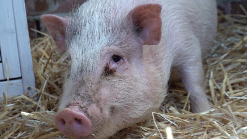 Schweinchen Porky hat sich gerettet (Foto: SAT.1 NRW)