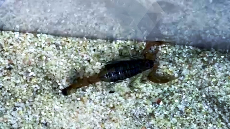 Skorpion im Koffer gefunden (Foto: SAT.1 NRW)