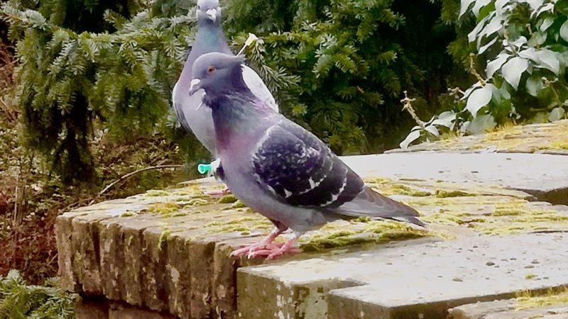 Taube mit Pfeilen durchlöchert (Foto: SAT.1 NRW)