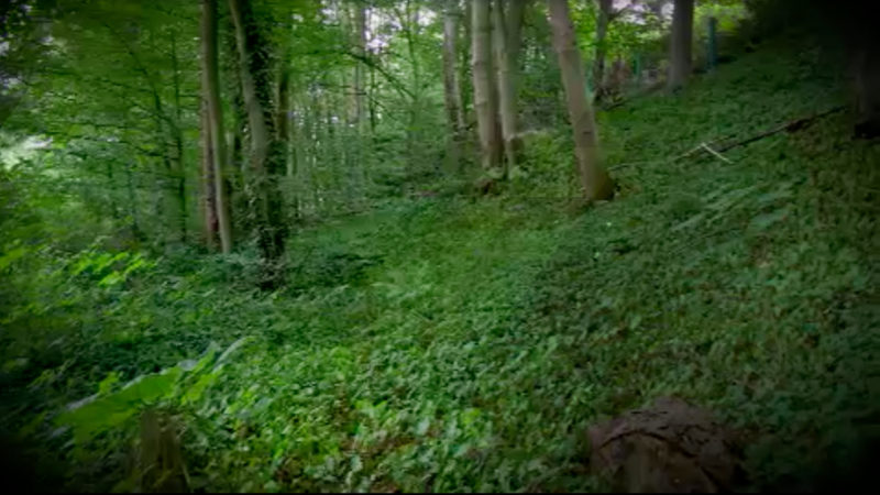 Tote Frau im Wald gefunden (Foto: SAT.1 NRW)