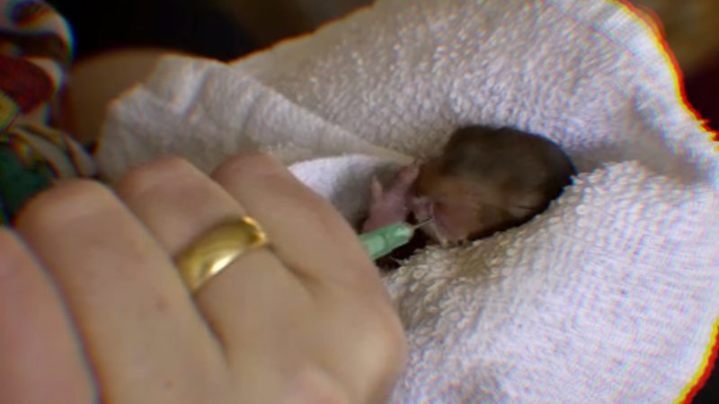 Eichhörnchen vom Winde verweht (Foto: SAT.1 NRW)