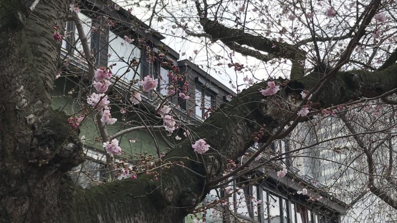 Frühling im Februar (Foto: SAT.1 NRW)