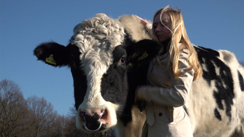 Gladbeckerin will Kühe retten (Foto: SAT.1 NRW)