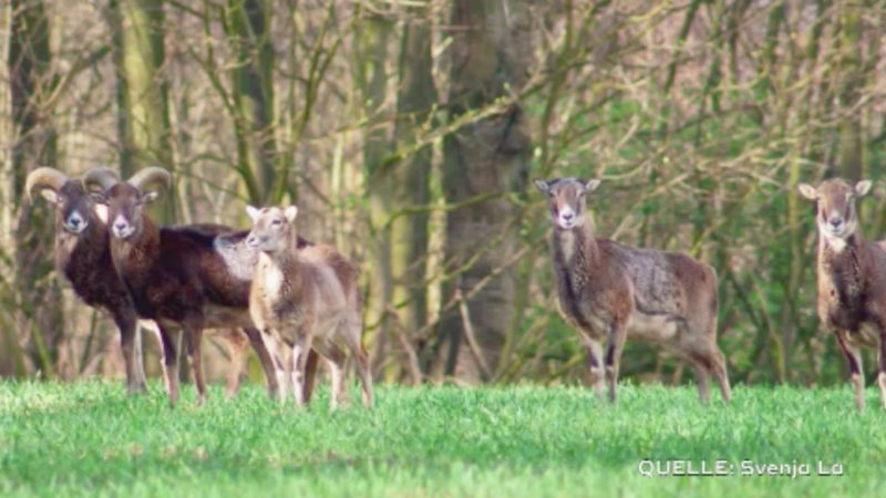 Mufflons laufen wieder durchs Dorf (Foto: SAT.1 NRW)