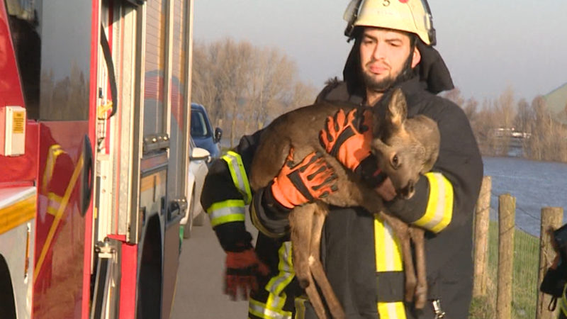 Reh in Not (Foto: SAT.1 NRW)