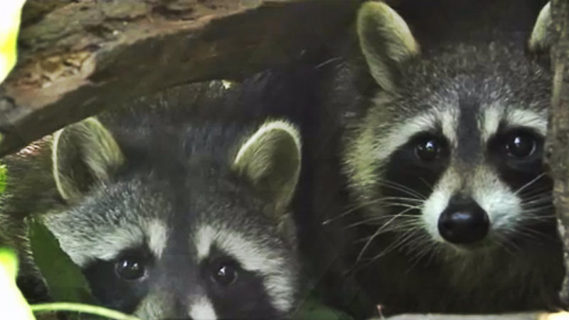 Waschbär-Rettung (Foto: SAT.1 NRW)