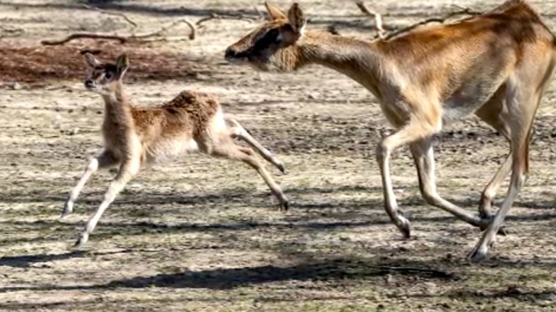 Nachwuchs im Kölner Zoo (Foto: SAT.1 NRW)