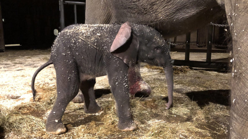 Elefant im Wuppertaler Zoo geboren (Foto: SAT.1 NRW)