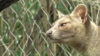 Fossa-Nachwuchs im Zoo Duisburg (Foto: SAT.1 NRW)