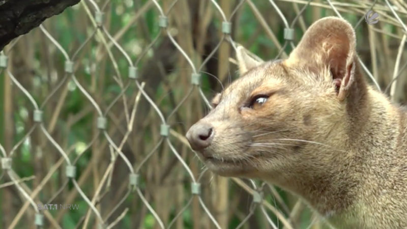 Fossa-Nachwuchs im Zoo Duisburg (Foto: SAT.1 NRW)