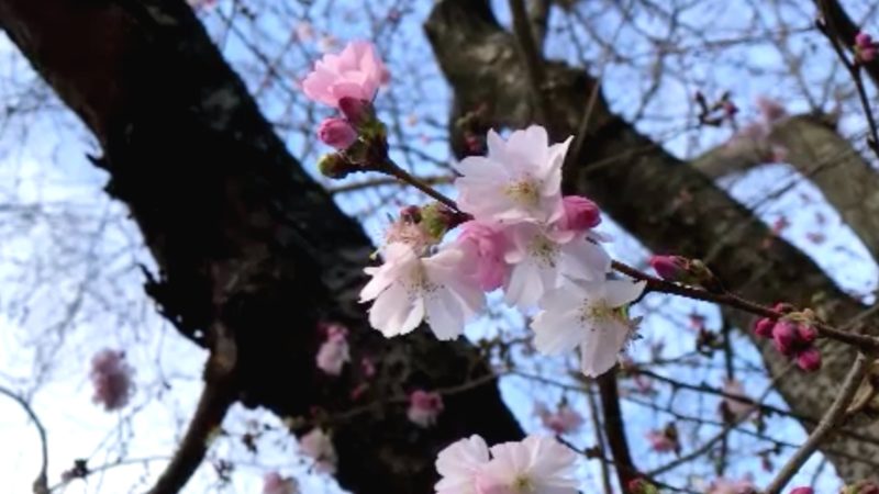 Kirschblüten bestaunen - aber bitte mit Maske (Foto: SAT.1 NRW)