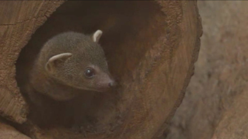 Ringelschwanzmungo Mura geboren (Foto: SAT.1 NRW)