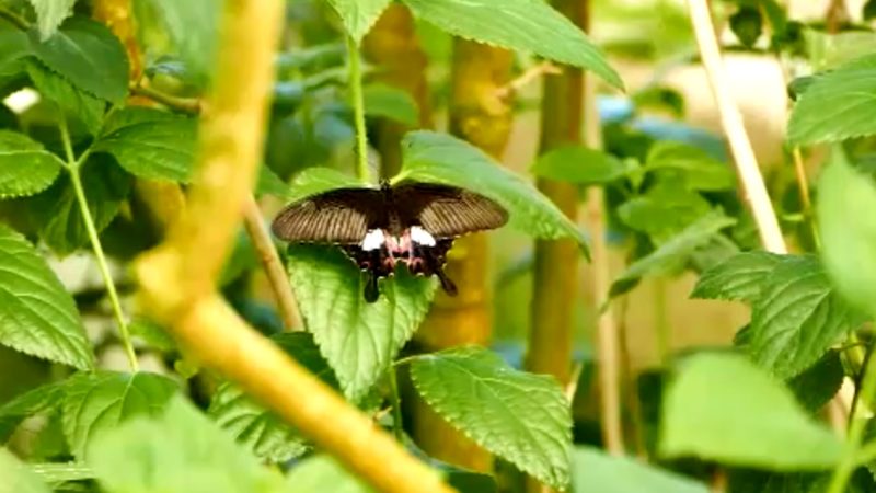 Schmetterlinge feiern Geburtstag (Foto: SAT.1 NRW)