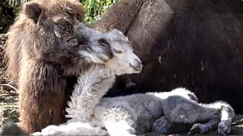 Trampeltierbaby geboren (Foto: SAT.1 NRW)