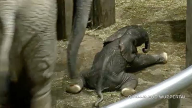 Elefantenbaby geboren (Foto: SAT.1 NRW)