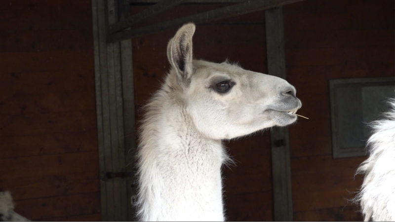 Skypen mit Lamas (Foto: SAT.1 NRW)