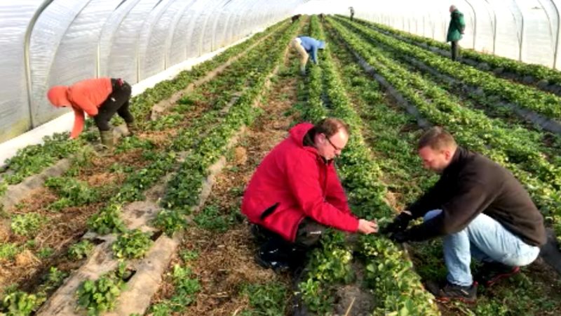 Erntehelfer landen in Düsseldorf (Foto: SAT.1 NRW)