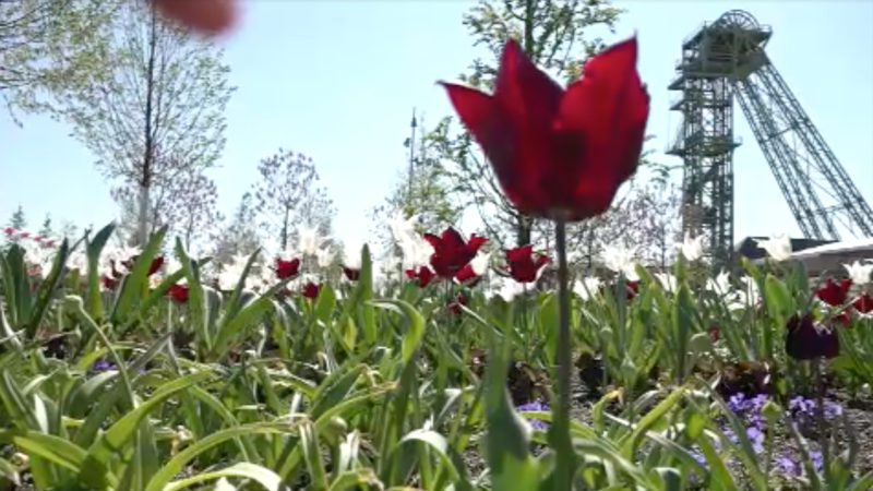 Eröffnung der Landesgartenschau verschoben (Foto: SAT.1 NRW)