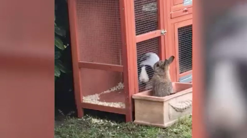 Tierische Love-Story (Foto: SAT.1 NRW)