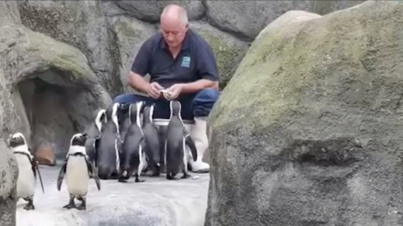 Aquazoo streamt Pinguin-Fütterung (Foto: SAT.1 NRW)