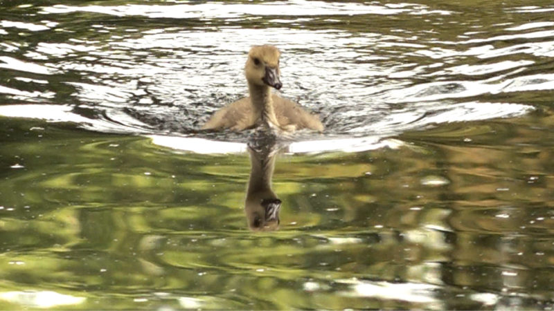 Gänse mysteriös verstorben  (Foto: SAT.1 NRW)