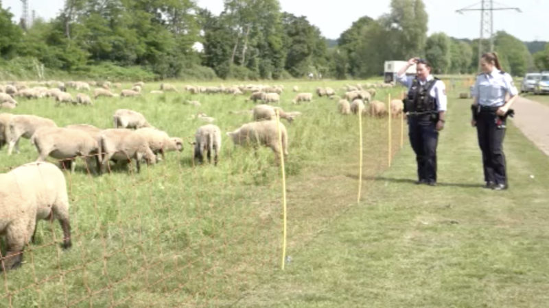 Geburtsdrama um Schaf (Foto: SAT.1 NRW)