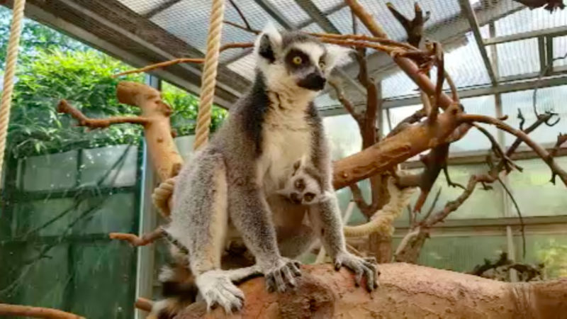 Lemurenbaby im Duisburger Zoo geboren (Foto: SAT.1 NRW)