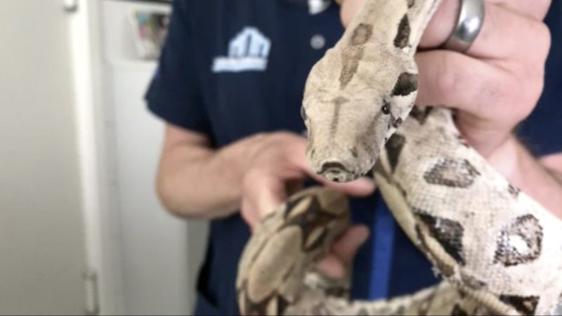 Exotische Würgeschlangen in Dormagen (Foto: SAT.1 NRW)