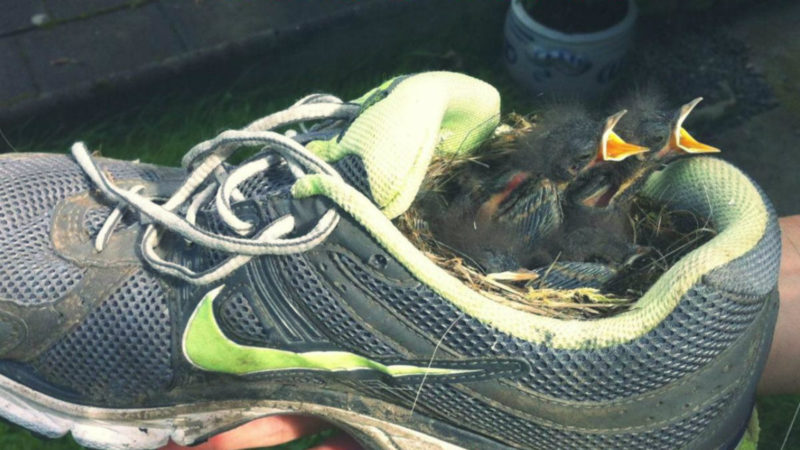 Vogel nistet in Turnschuh (Foto: SAT.1 NRW)