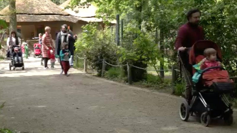 Seltene Affen im Kölner Zoo (Foto: SAT.1 NRW)