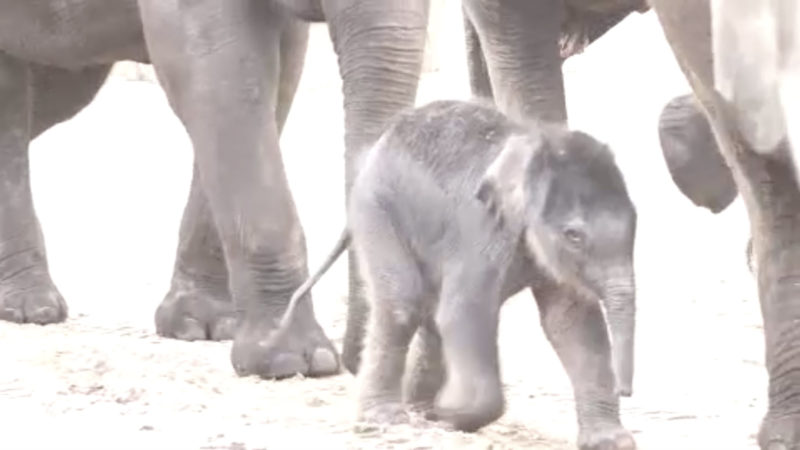 Babyelefant im Zoo Köln (Foto: SAT.1 NRW)