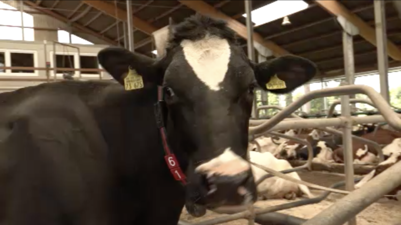 Niedrige Milchpreise stürzen Bauern in die Krise (Foto: SAT.1 NRW)
