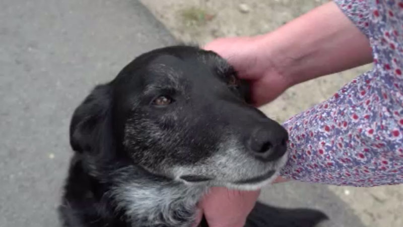 Hund vergiftet in Borken (Foto: SAT.1 NRW)