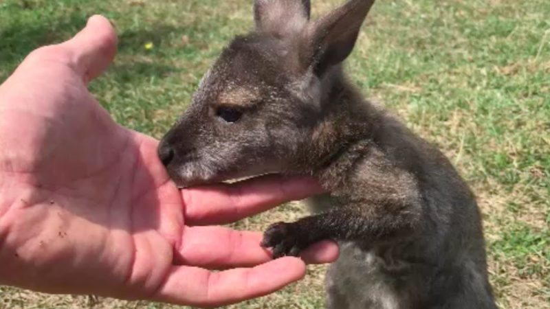 Familie adoptiert Känguru (Foto: SAT.1 NRW)