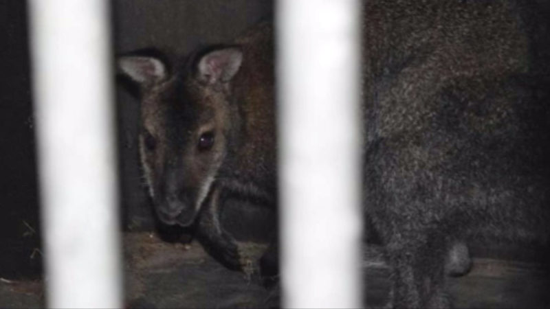 Känguru Boomer wieder ausgebüchst (Foto: SAT.1 NRW)