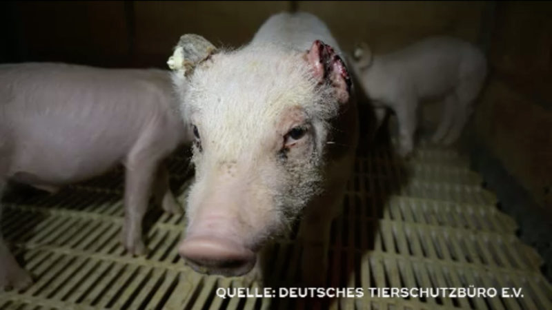 Tierschützer kritisieren Zustände in Schweinemast (Foto: SAT.1 NRW)